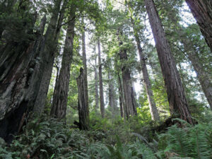 many thin and tall trees viewed from below, appearing grayish with deep green understory and a white sky above