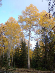 tall trees with white branches and trunks, and yellow leaves