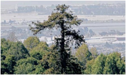 a singular tree pokes out taller than others, with a suburban backdrop in the distance