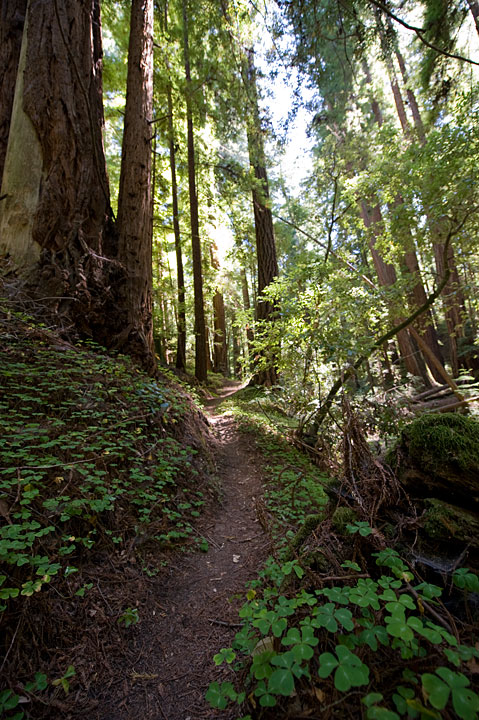 a narrow path where small green plants sprout on both sides, and tall trees are visible