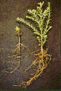 two seedlings, with the one on the right displaying more shoots and roots than the one on the left