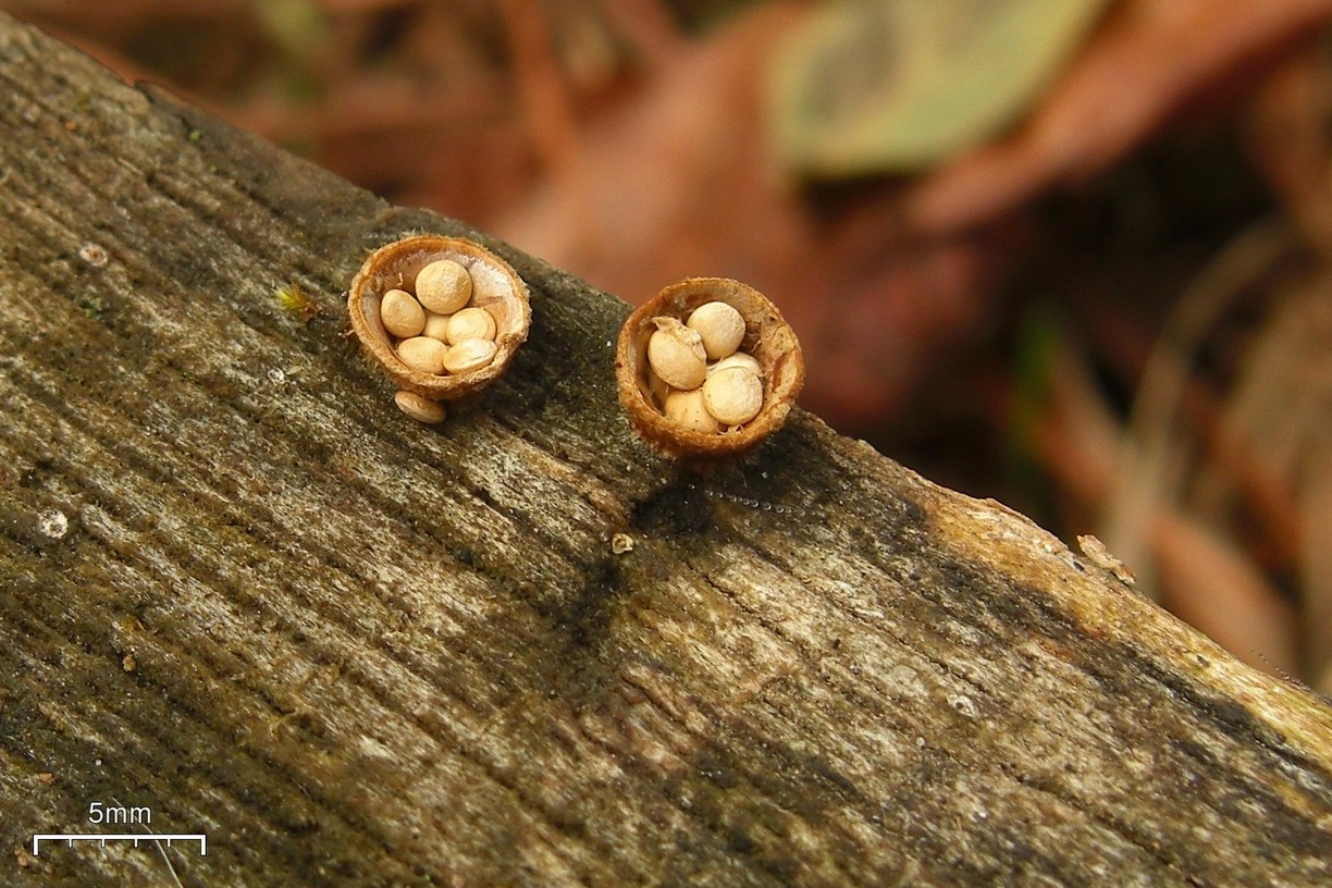 A log with two fungii that look like two tiny bird's nests.