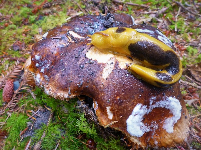A yellow-brown spotted slug eats a decaying Beefsteak mushroom cap, Fistulina hepatica