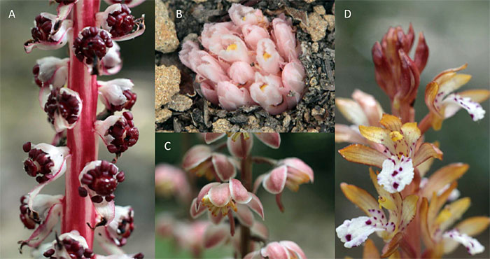 Four photos, collaged, show closeups of red, white, pink and yellow mycotrophic flowers labelled A through D