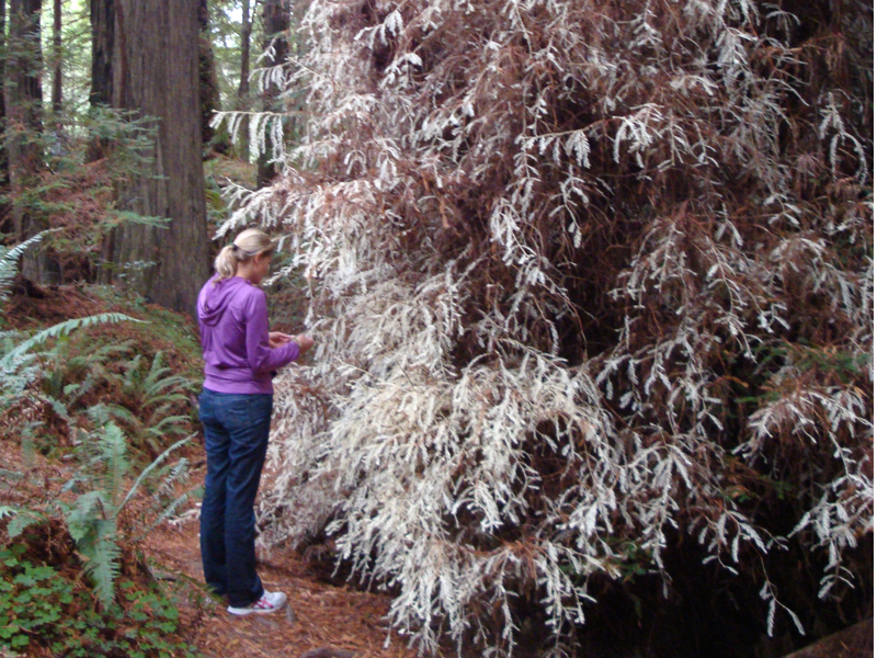 A person standing next to a bushy plant whose leaves/needles are white