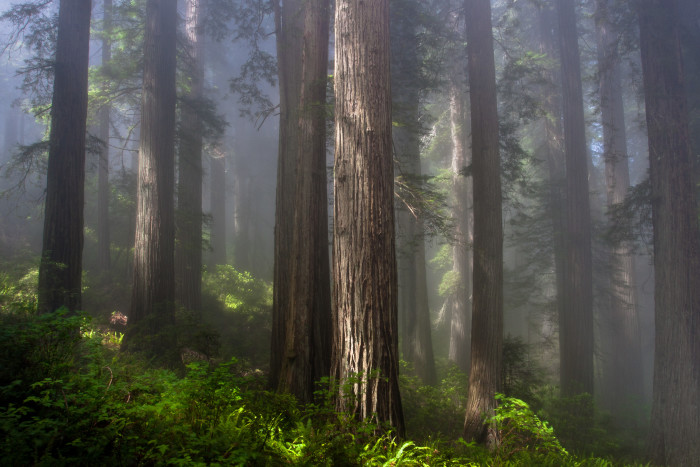 Redwoods photo by Daniel Hadley