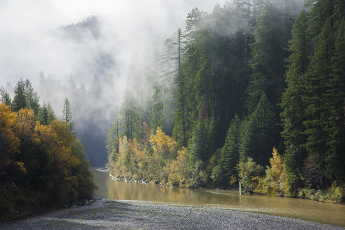 Redwoods photo by David Baselt
