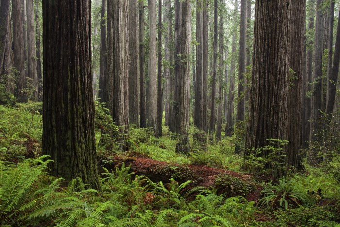 Redwoods photo by Jon Parmentier