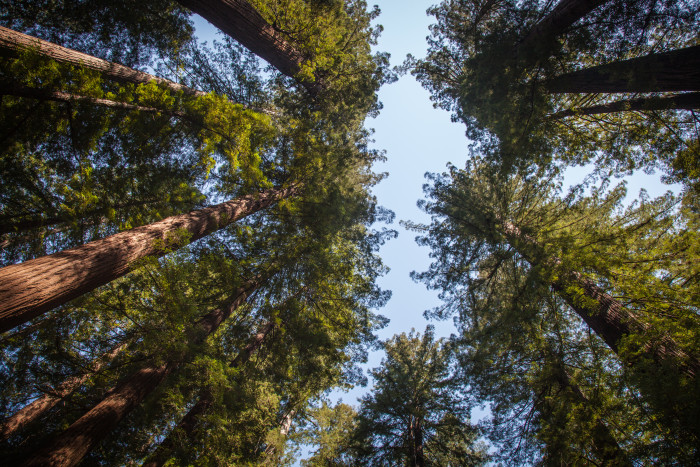 Redwoods photo by by Tim Christoffersen