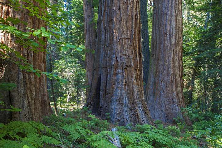 three large tree trunks against a bright green, leafy backdrop