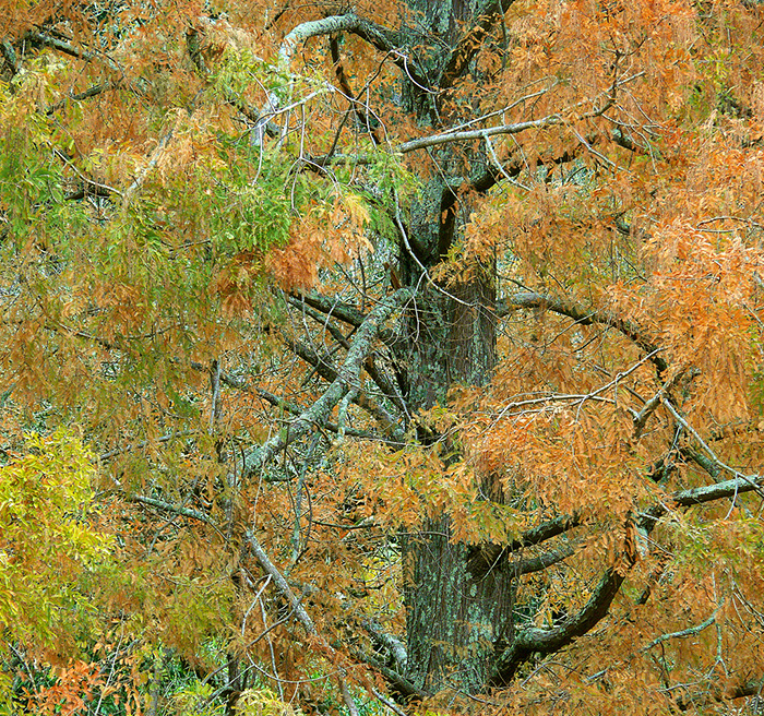 Dawn redwoods (Metasequoia glyptostroboides). Photo by James Gaither, Flickr Creative Commons