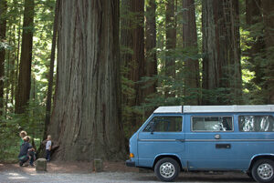 a blue van is parked on the roadside of a huge tree