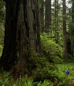 a huge tree with a dark trunk stands out against vibrant green understory as a man in blue looks tiny to the right