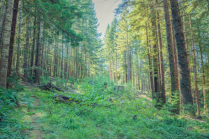 forest vegeation grows up a small slope, with plentiful trees on each side, some turning yellowish in the bright light