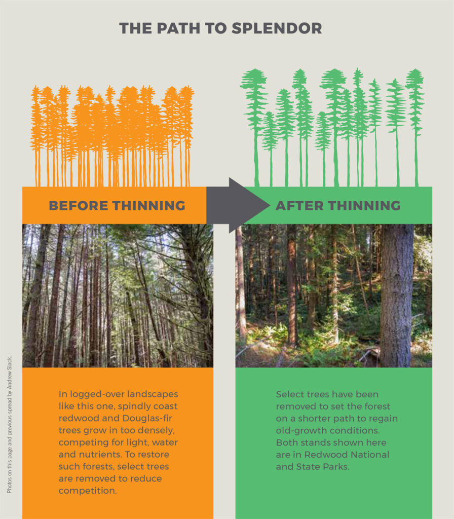 an infographic with a graphic and picture depicting a forest crowded with thin trees on the left, and a forest with fewer trees and more green on the right, labelled BEFORE THINNING and AFTER THINNING respectively. there is text below each image.
