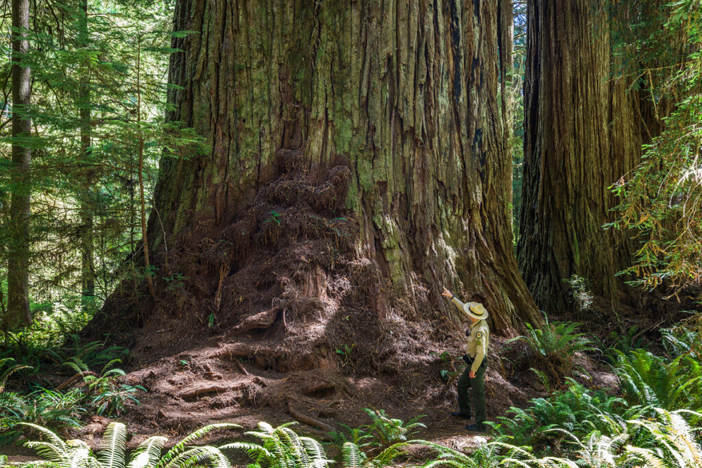 Denuded understory and exposed roots of a coast redwood. Photo by Max Forster, @maxforsterphotography.