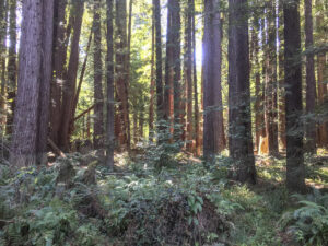 two people examine forest vegetation in a shaded patch, surrounded by tall trees that occasionally let in orange rays of sunlight