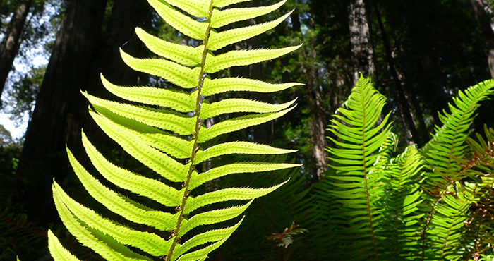 A brightly-lit fern leaf to occupies the left and center, while another one, more green than yellow, is in the right corner of the image