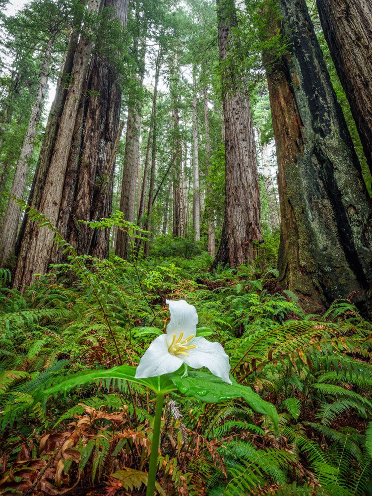 Trilliums bloom in the redwoods in spring