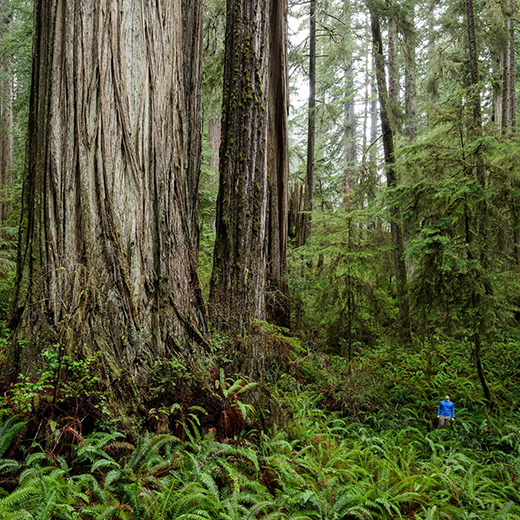 a man stands amidst green ferns, looking tiny compared to a giant coast redwood tree