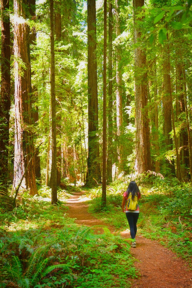 A hiker walks a on a sunlit trail surrounded by tall trees