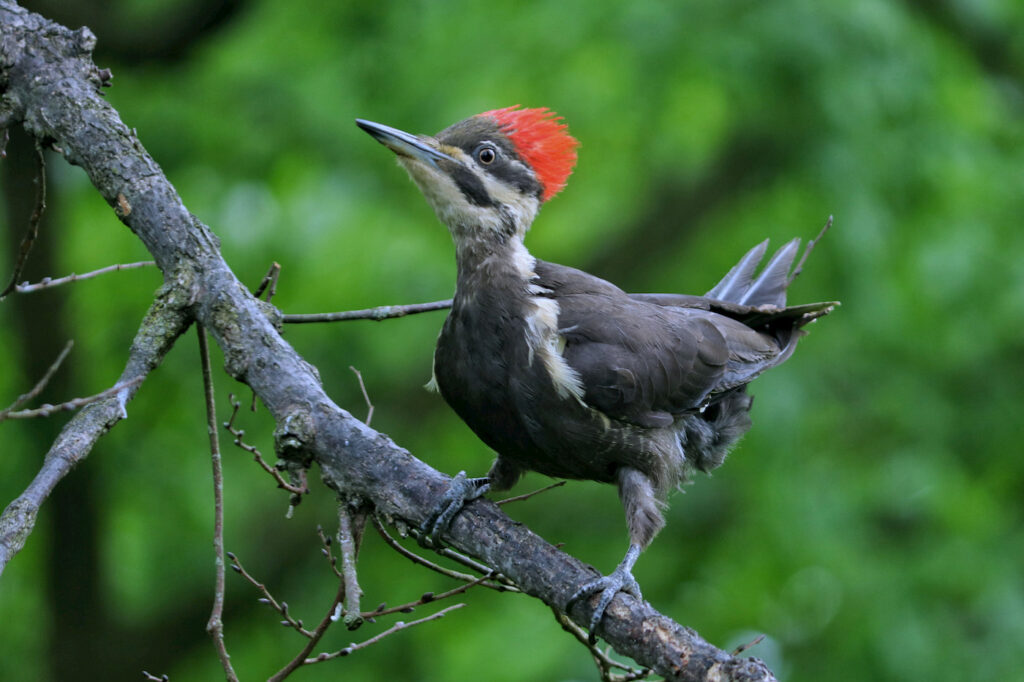 a bird with bright red crown and white streaks through mostly-black feathers stands, legs spaced out, on a blackened branch.