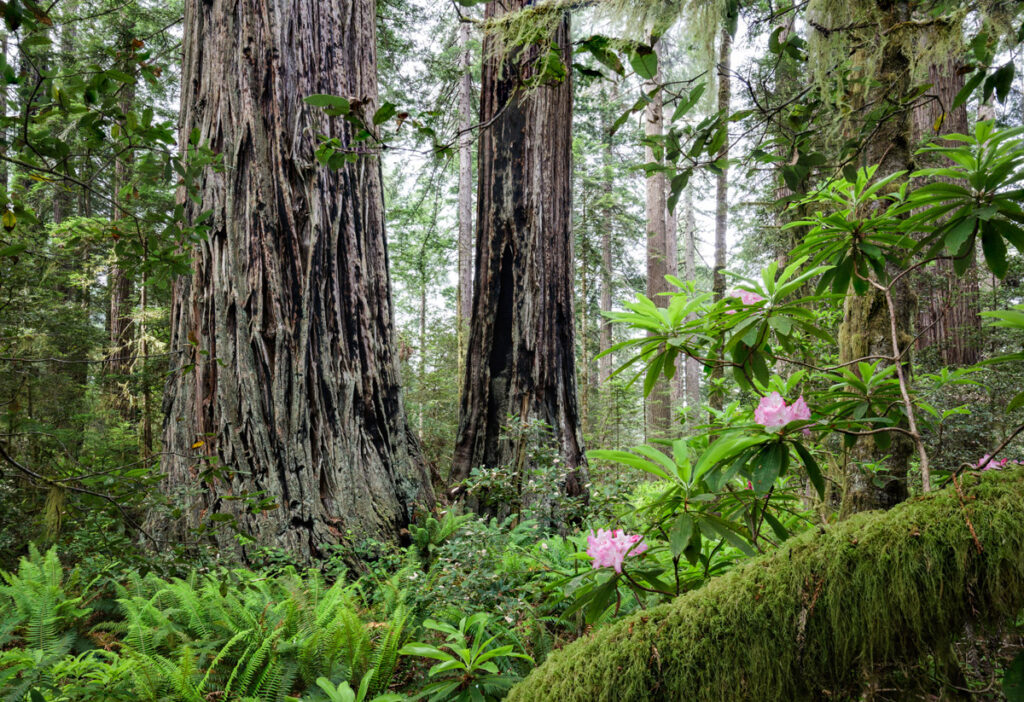 two small pink-white flowers on the right, with two a dark-grey tree trunks in the left background
