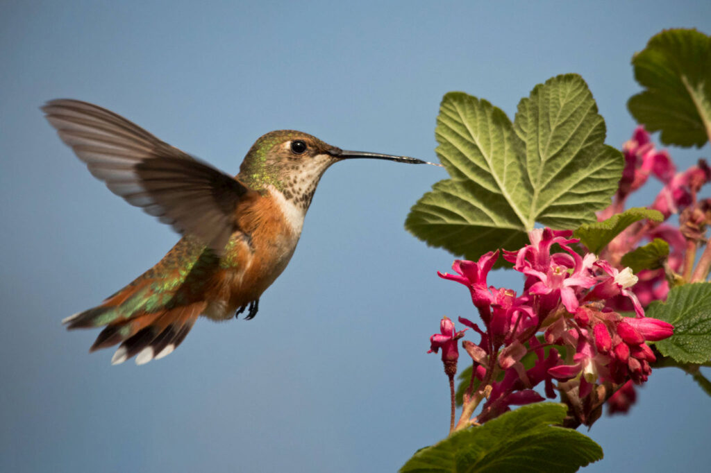 a humming bird with green and orange plumage hovers before a cluster of pink flowers and green leaves