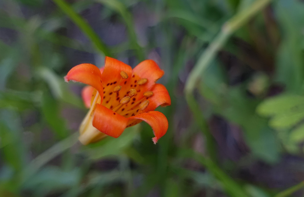 close-up of an orange flower with many speckle-like stamens inside the whorl