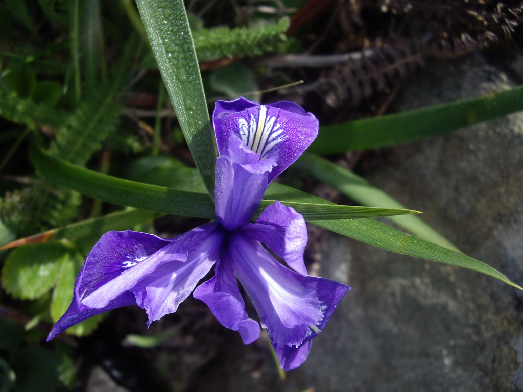 a close-up on a purple flower with some dewy leaves in the background