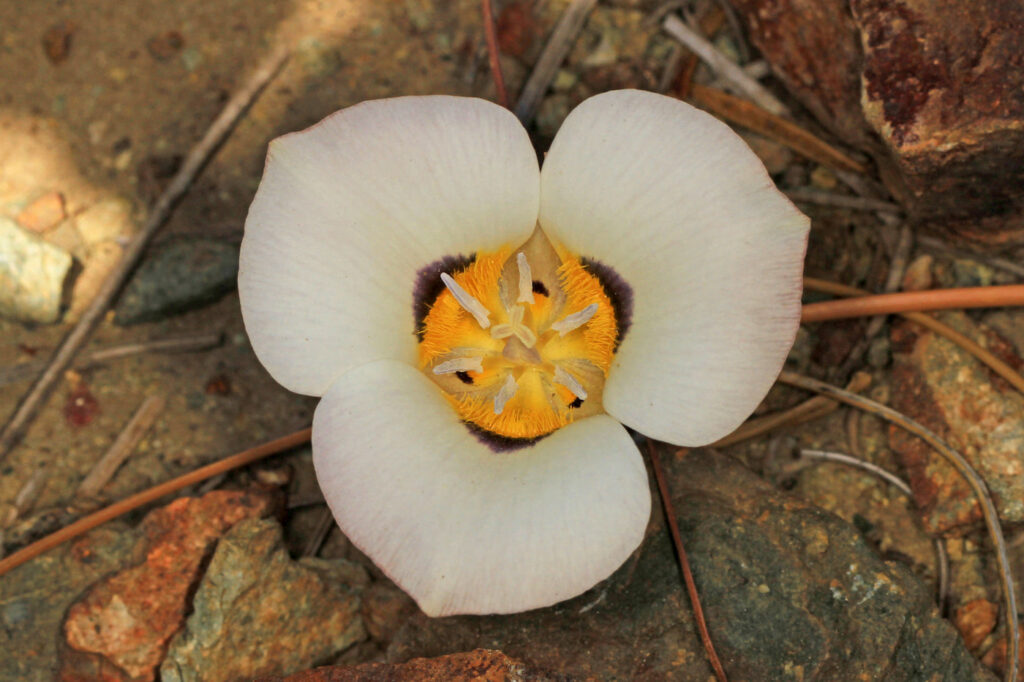 a white flower with three petals and a hairy, orange center. The center also has a purple border, some purple details, and white-tipped stamens