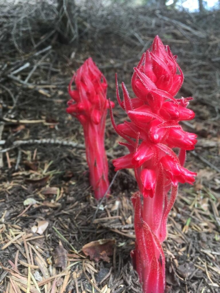 Bright red plants grow on the forest floor