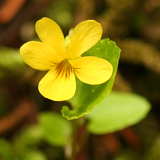 a bright yellow five-petalled flower with thin brown streaks going into the whorl