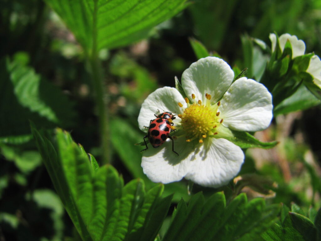 a ladybug sits on the white petals of a white flower with a yellow center
