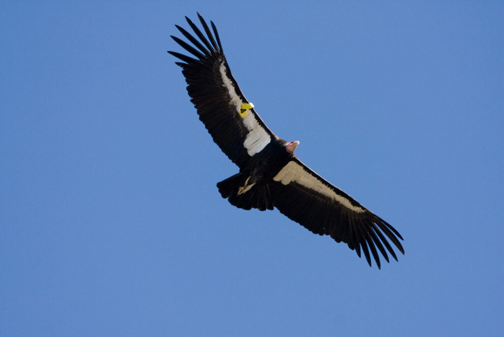 a bird with a pinkish face and black and white underside is captured soaring from below against a cloudless blue sky
