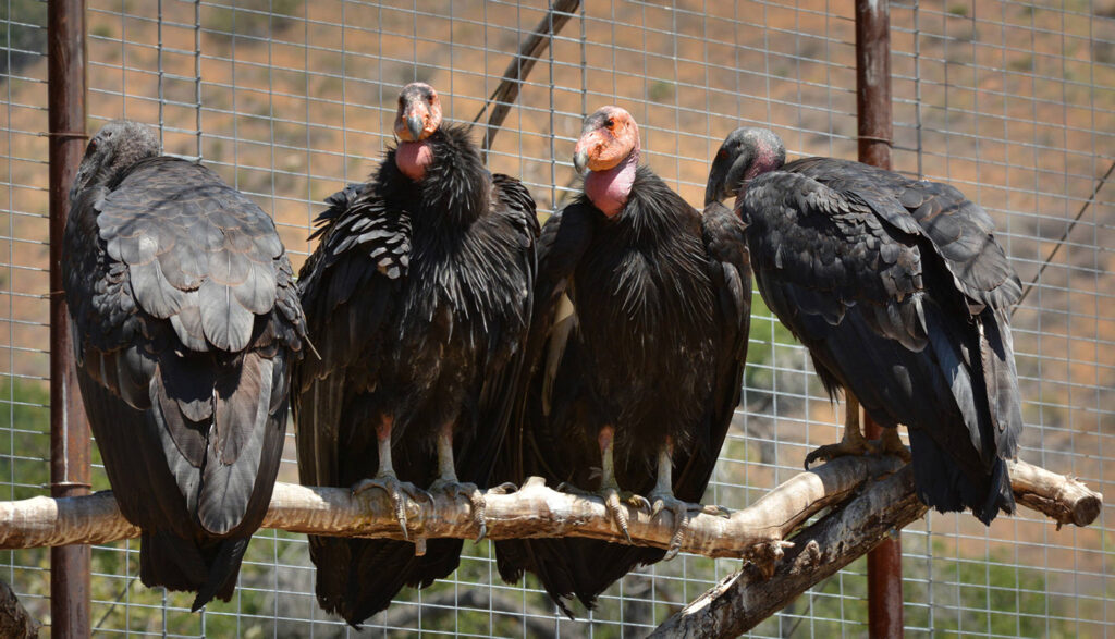 Four California condors, large birds with black features and pink faces, roosting on a branch in an enclosure.