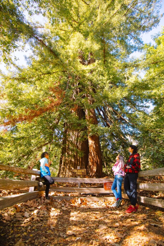 Three women look up at a coast redwood tree behind a short wooden fence