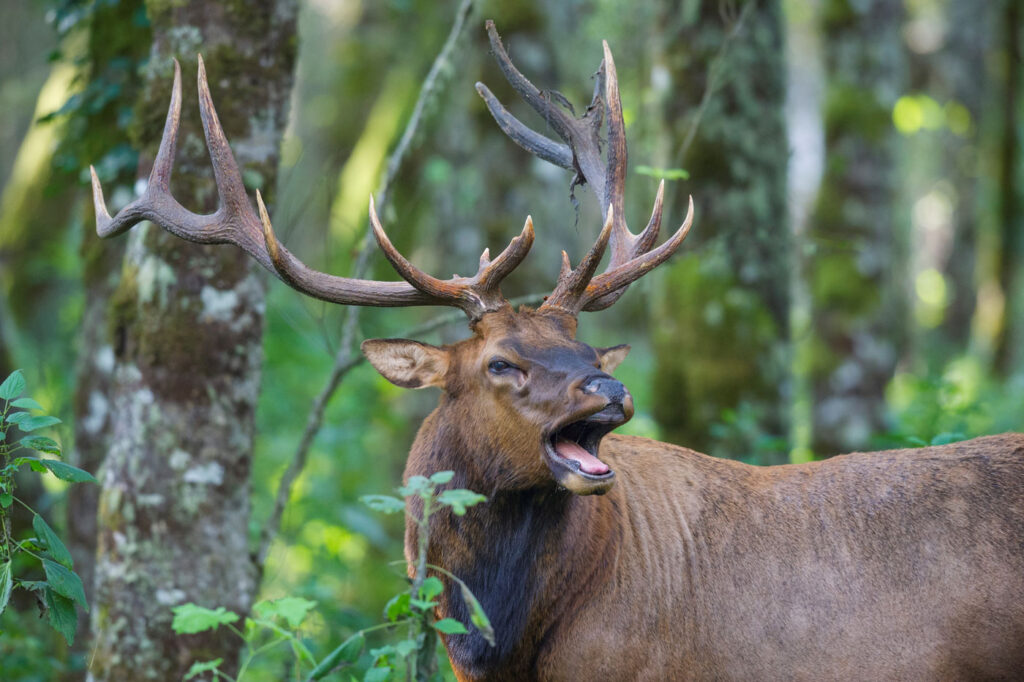 an elk with its mouth open and looking to the right