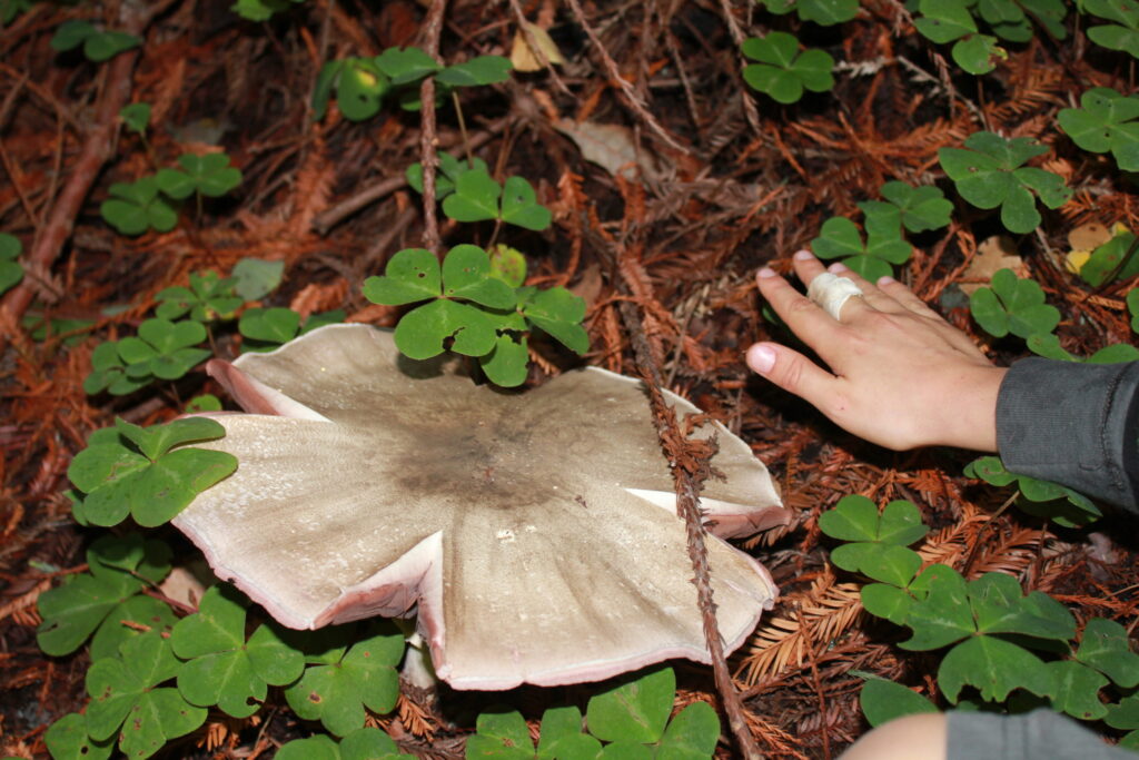 a wide-flash mushroom is pictured on the ground with a hand for scale