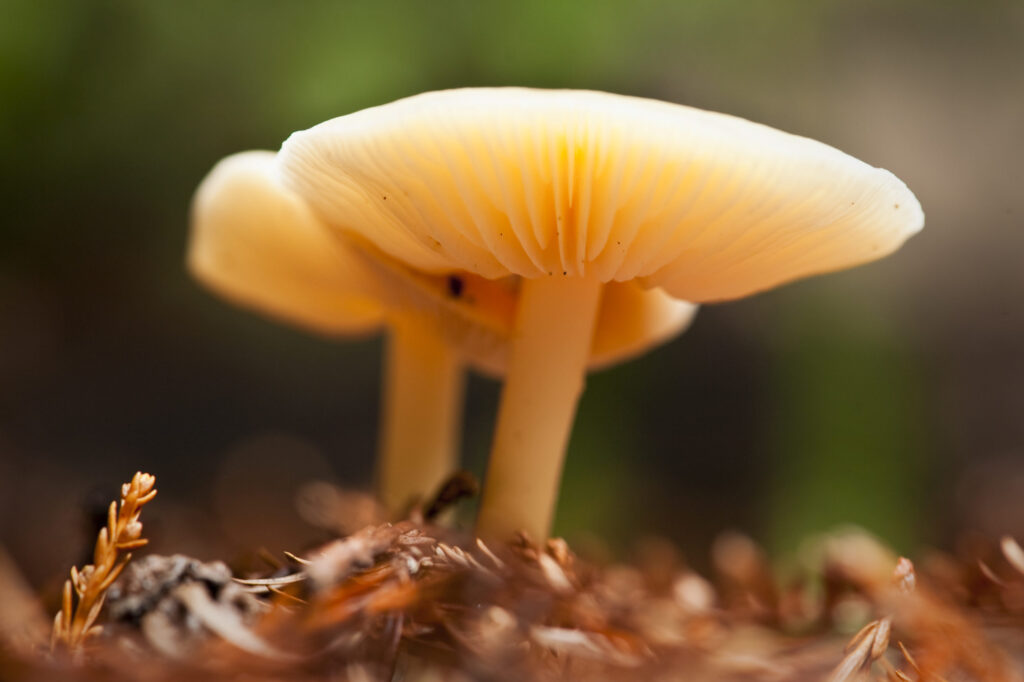 close up of two orange-white mushrooms