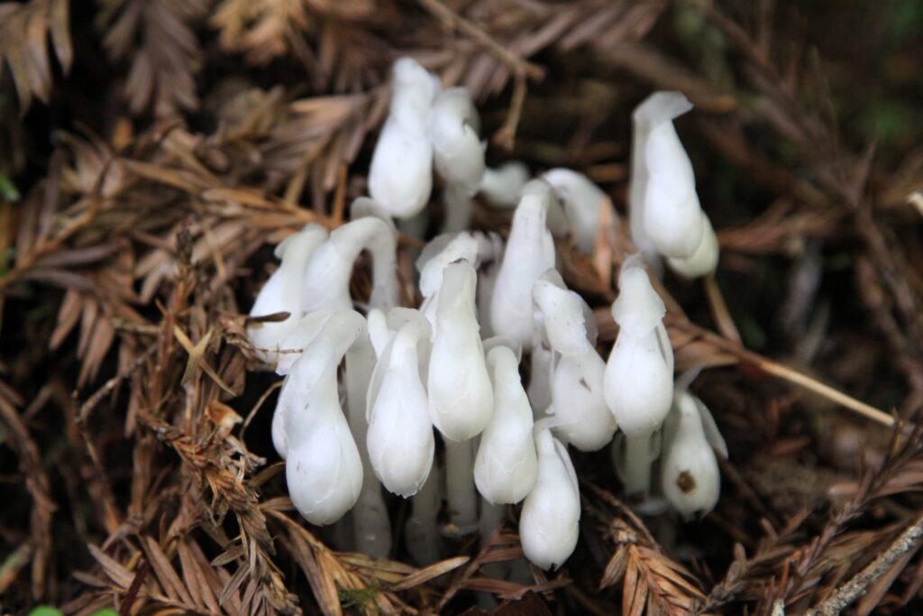 in a brownish background, small white mushrooms resembling drooping droplets