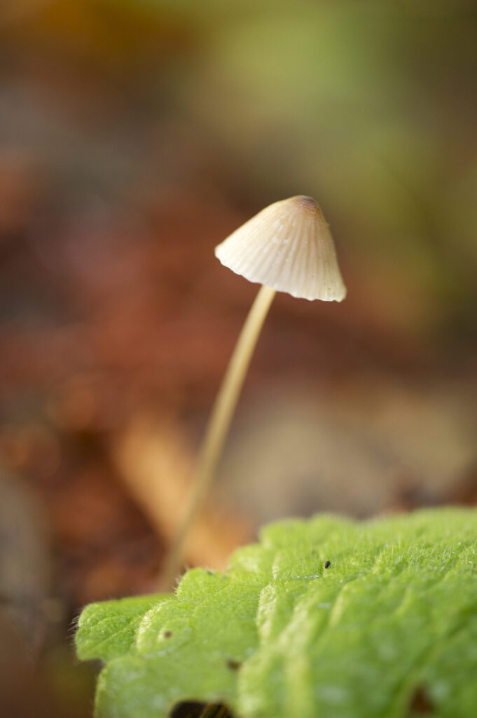 redwood mushroom