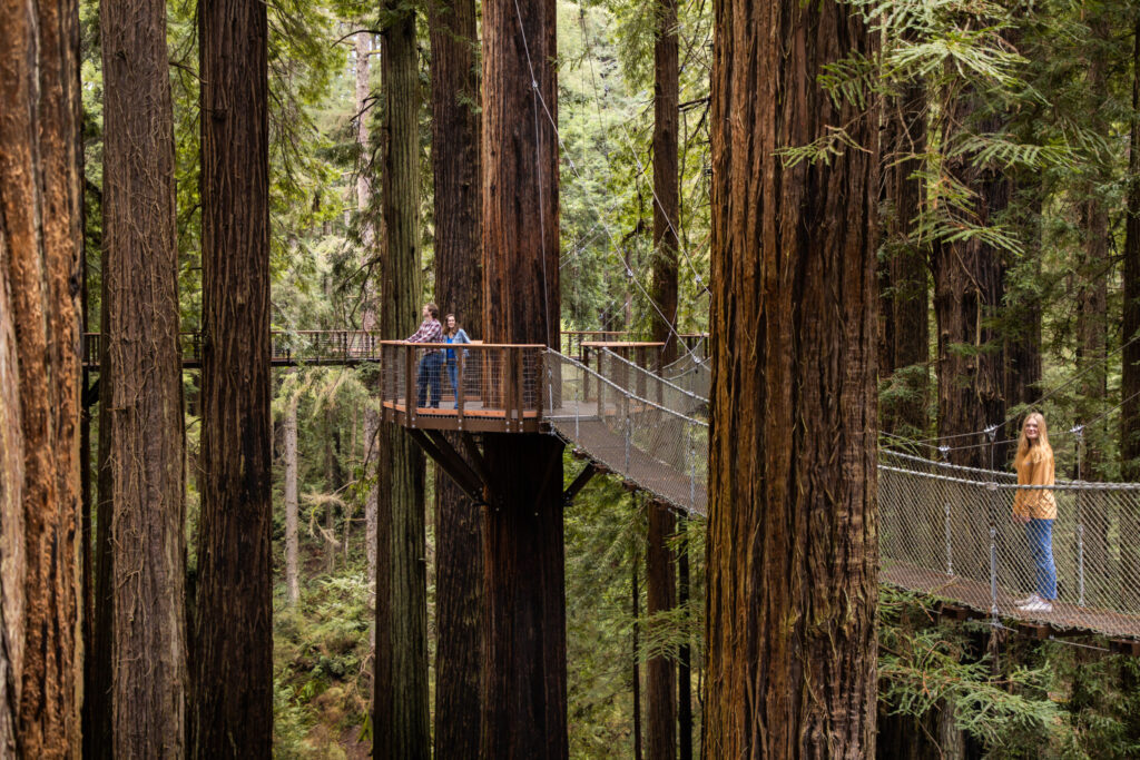 wire suspension bridges connect to circular platforms in the tree canopy with multiple people walking along the trail 