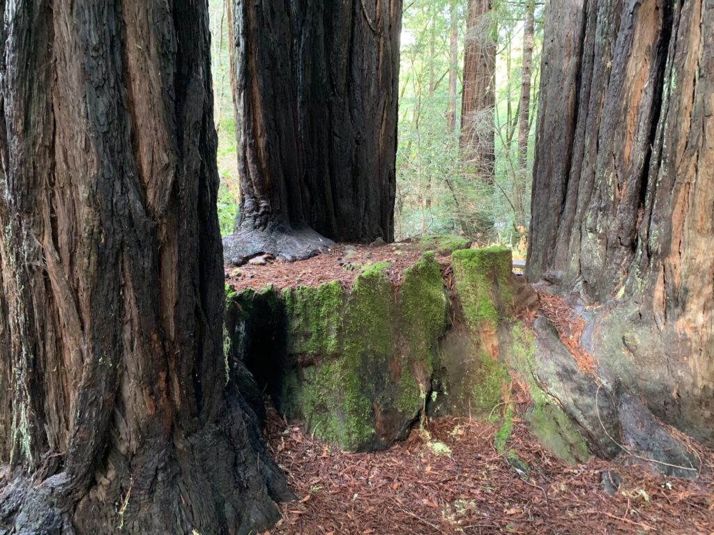 three tall trees suround a mossy stump