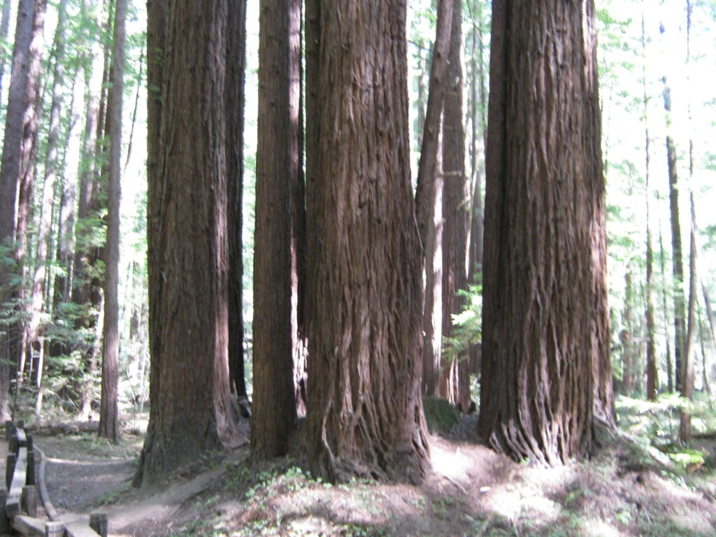 multiple trees circle around a patch of land