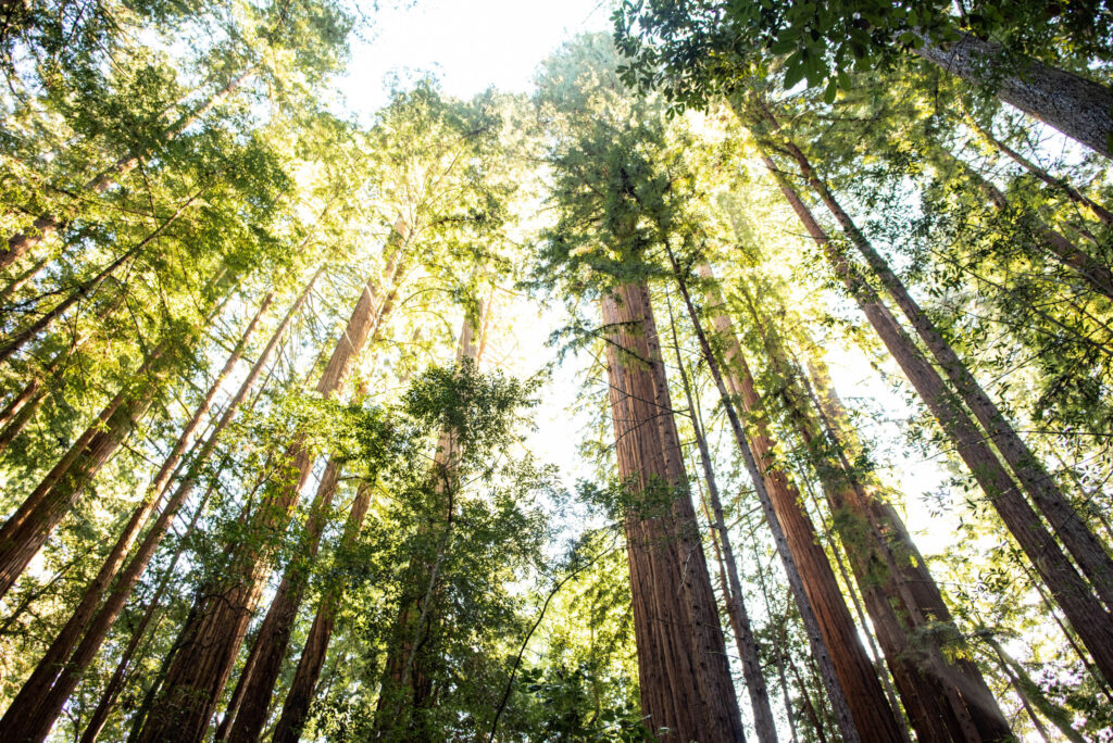 Low-angle shot of tall coast redwoods with golden sunlight shining through