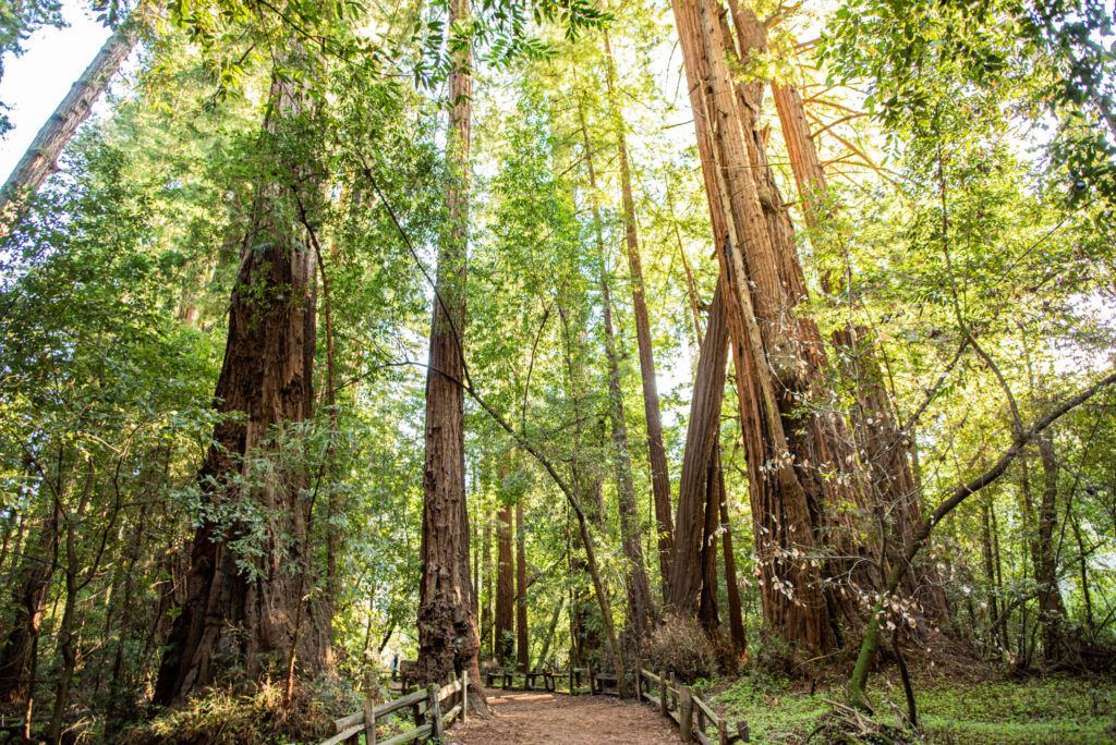 A trail through a redwood forest with vibrant green leaves lit by golden sunlight