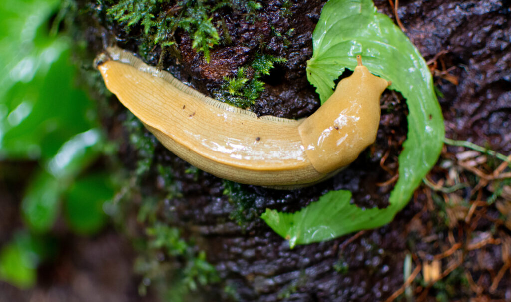 Closeup of a yellow banana slug close to a bright green leaf