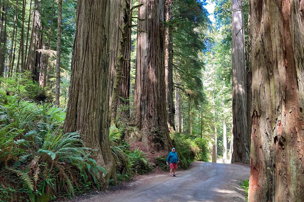 a person in blue walks on a road that has tall redwood trees on either side
