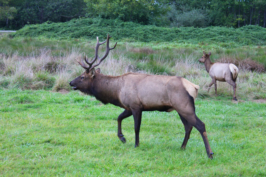 a big elk walks toward the left in a meadow with taller grass in the background and trees far behind